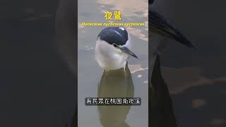 南崁企鵝? 天線寶寶? 夜鷺就是夜鷺，不是綠豆糕 #shorts #animal #瑋瑋老師 #瑋瑋老師的撒野記事錄