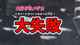 I tried to catch my favorite killifish but it was a big failure [Hikari x normal? ? ] Peaceful AQ...