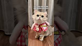 😾: kalian kek gini juga gak woi? #kucinglucu #kucing #kiwibritishcat