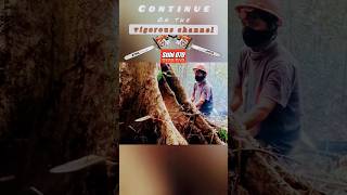 CARA AWAL MENEBANG POHON BESAR‼️ mengergaji menggunakan chainsaw stihl070 #shortss