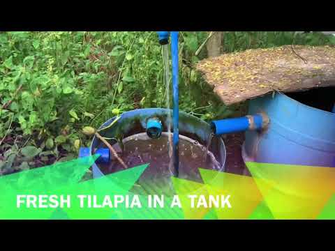 Tilapia Aqua Farming