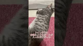 #ねこ #ねこのいる暮らし #ねこのいる生活 #ねこ動画 #ねこ好き #ねこさん