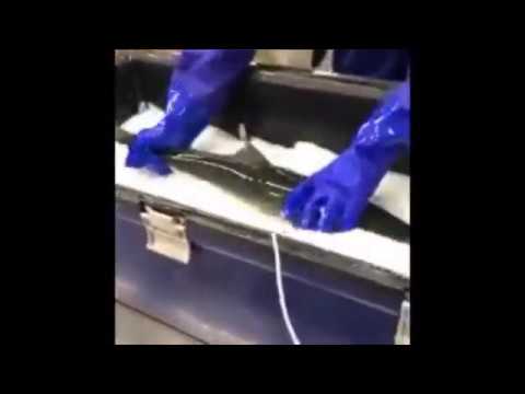 日本の瞬間冷凍技術から蘇る魚