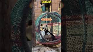 作为大馆长的大熊猫萌大不理奶爸，自顾自的洗脸 #panda #redpanda夕消 #animals #redpanda夕消 #上野パンダ #cute #cutepanda #pets #funny