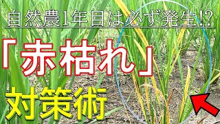 【稲作】自然農1年目は必ず発生⁉「赤枯れ」対策術