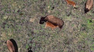 More than a year after release, bison herd helps both the land and the Colville tribes