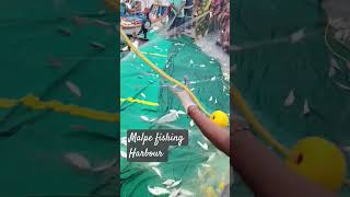 malpe fishing Harbour #fish #fishing #seafood #malpe fishing viral shorts