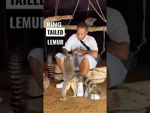 RING TAILED LEMURS!! So cool 😎 #animals #lemur  #cute #wildlife #dubai