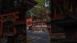 可以在奈良呆一下午 奈良小鹿 日本旅游  秋色巡礼 高野山 红叶与古刹的交响诗 嘿 的地方 静谧之境 红叶 风景 日本旅游 #Travel #旅行推荐官 #日本三日游 #中日翻译 #Japan