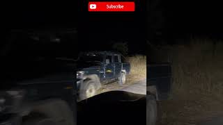 Nainidanda-Rikhnikhal Maneater Tiger Caught | Rikhnikhal Tiger | Pauri Tiger #shorts