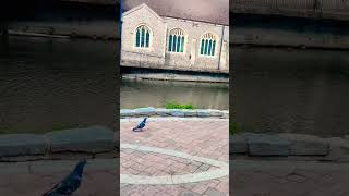 Surah an nasr#tanishaislam#birtish#surah#surahannasr#nasr#shortvideo#allah#lake#birds#water#viral