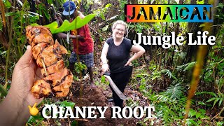 Jamaican {JUNGLE LIFE} This is how we harvest[ CHANEY ROOT HUNT ] RASTA LIFE