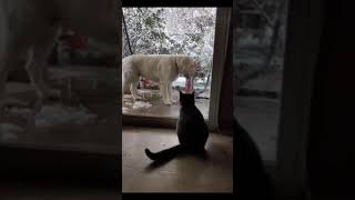 #funnydog #funnydogvideo #dogvines?Funny Dog Videos 2021🤣 🐶 TRY NOT TO LAUGH with Dog's Life