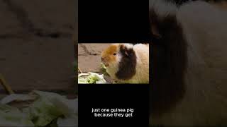 5 CRAZY Pet Facts You’ve NEVER Heard #petfacts
