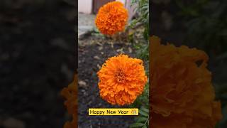 Happy New Year #happy #rjkartik #motivation #rjkartikmotivation #itsbuffering