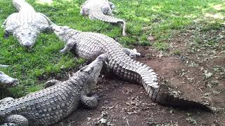 Crocodiles at Crocodile Lodge