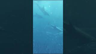ASMR Nature Sounds | Dolphin Song