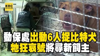 動保出動6人捕捉「比特犬Lucky」牠狂哀號！最快一周尋「合適飼主」送養