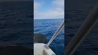24' Skipjack Flybridge 5/21/25