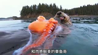 海獭：全球最可爱动物排名第五 #动物世界搞笑解说 #一代人有一代人的动物世界 #海獭