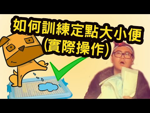 9.9視頻課程系列|如何訓練定點大小便實操課程