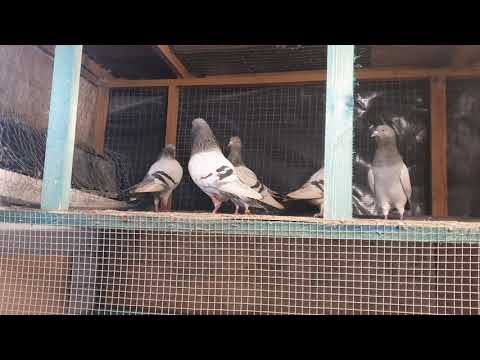 Tipplers pigeon for sale