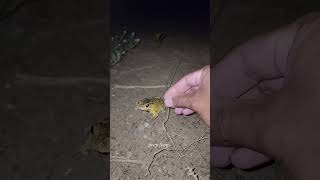 Boing catch frogs funny | froggy catch funnywep wep | funny froggy #shorts