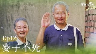 《生命的麥田》EP12 Life's Harvest｜麥子不死  #艾偉 #王淑娟 #洪小鈴