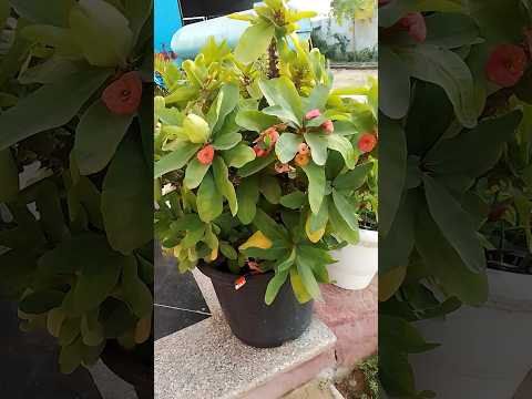 Euphorbia milli plant #stisfyingvideo #euphorbiamilii #plants #gardening