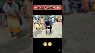 How Possible Cow 😱 Dancing #sorts#sortvideo #viralshort #cow #dance