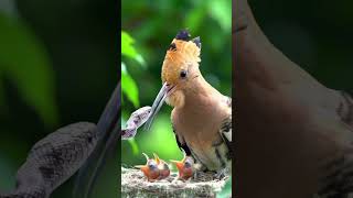 beutiful bird #aibirds #birds #birdsong #aiart #wildlife #vibrantbirds #birdart #birdlovers