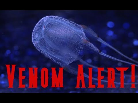 Beware! These Ocean Creatures Are Deadly! Top 10 Most Venomous Sea Creatures in the World!