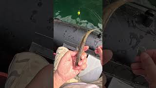 🎣 Kanama Smart Bait - Revive dead bait fish.