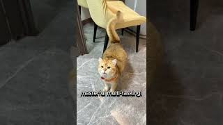 Your Cat's Walk More Than Just Steps! #cat #animallovers #catlife #funnycats #catlovers #petlovers