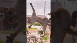 Cats being cats 🤣🤣 #funny #catvideos #catshorts #cat
