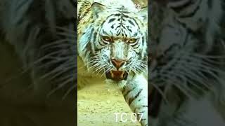 Lion tiger and wolf new attitude video##wildlife##animals shorts###