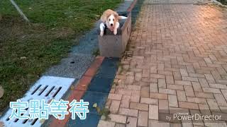 Elvis公園等待類化訓練及解除召回||邊境牧羊犬||Border collie