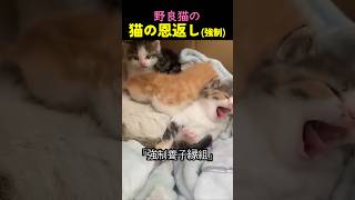 I gave a stray cat some food, and he gave me something else
