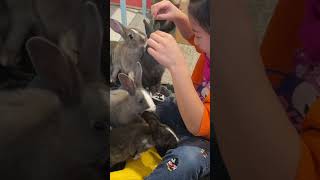 Vancouver bunny café 🐰 #vancouver #kidfun #shortsfeed #bunnies #kids