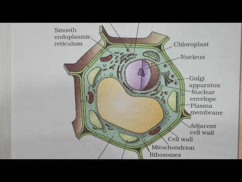 The Fundamental Unit Of Life