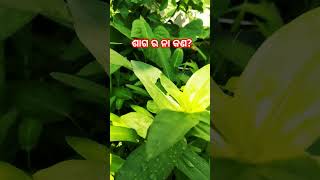 ଶାଗ ର ନା କଣ? ☘️#trendingsong #trending #viralsong #odiatoka #techsujeet #odia #odiakhaiba #saga#like