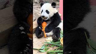 Panda Meizhu #pandacub #meizhupanda #pandabear