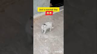 Tried to scare my kitten… her reaction was priceless 😂🐾 #fuunycat #cat #catshorts