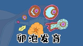 医考记忆漫画 | 【卵泡的发育和成熟】+【卵巢月经周期】[ follicles] + [Ovarian menstrual cycle]