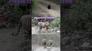 #amazingwildlife #bbcdocumentary #animal #animalplanet #bbcwildlife #tiger #lion #retales