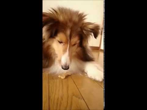 2016.07.27　「待て」