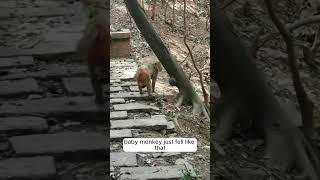 Careless mom monkey causes baby monkey to tumble down a hill.