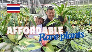 MASS Propagation of Trendy Plants and Unusual Mutations Discovery at Poonsin Garden - Thailand