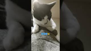 猫がパパさんに登る理由は⁉️