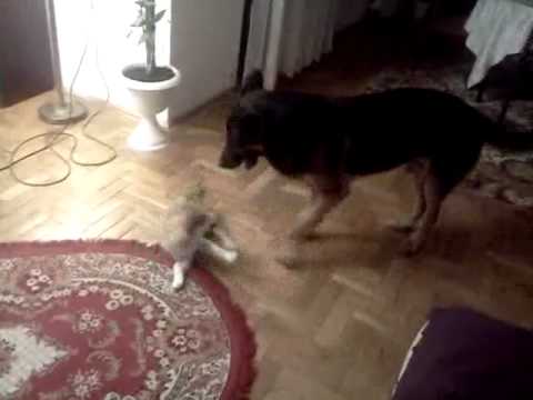 MOV20101231 001